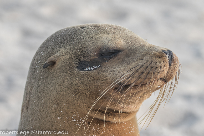 galapagos